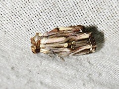 Anedhella interrupta