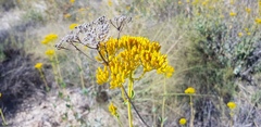 Flaveria chlorifolia