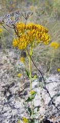 Flaveria chlorifolia
