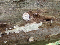 Phlebia centrifuga