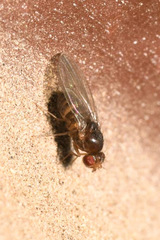 Drosophila funebris