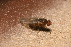 Drosophila funebris