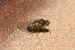 Drosophila funebris