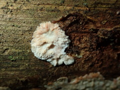 Phlebia centrifuga