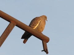 Patagioenas maculosa