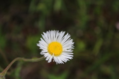 Leptostelma maximum