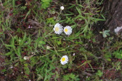 Leptostelma maximum