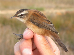 Acrocephalus melanopogon