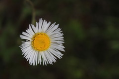 Leptostelma maximum