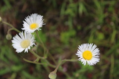 Leptostelma maximum