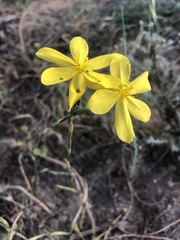 Moraea lewisiae