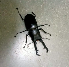 Prosopocoilus girafa nilgirensis