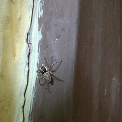 Menemerus semilimbatus