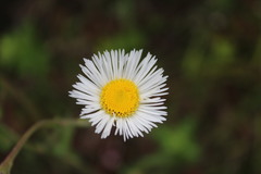 Leptostelma maximum