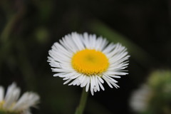 Leptostelma maximum