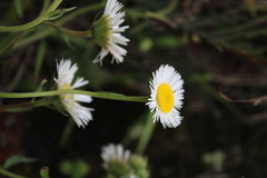 Leptostelma maximum