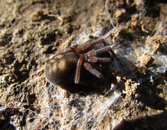 Callobius claustrarius