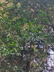 Camellia oleifera