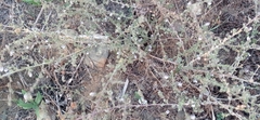 Kickxia lanigera