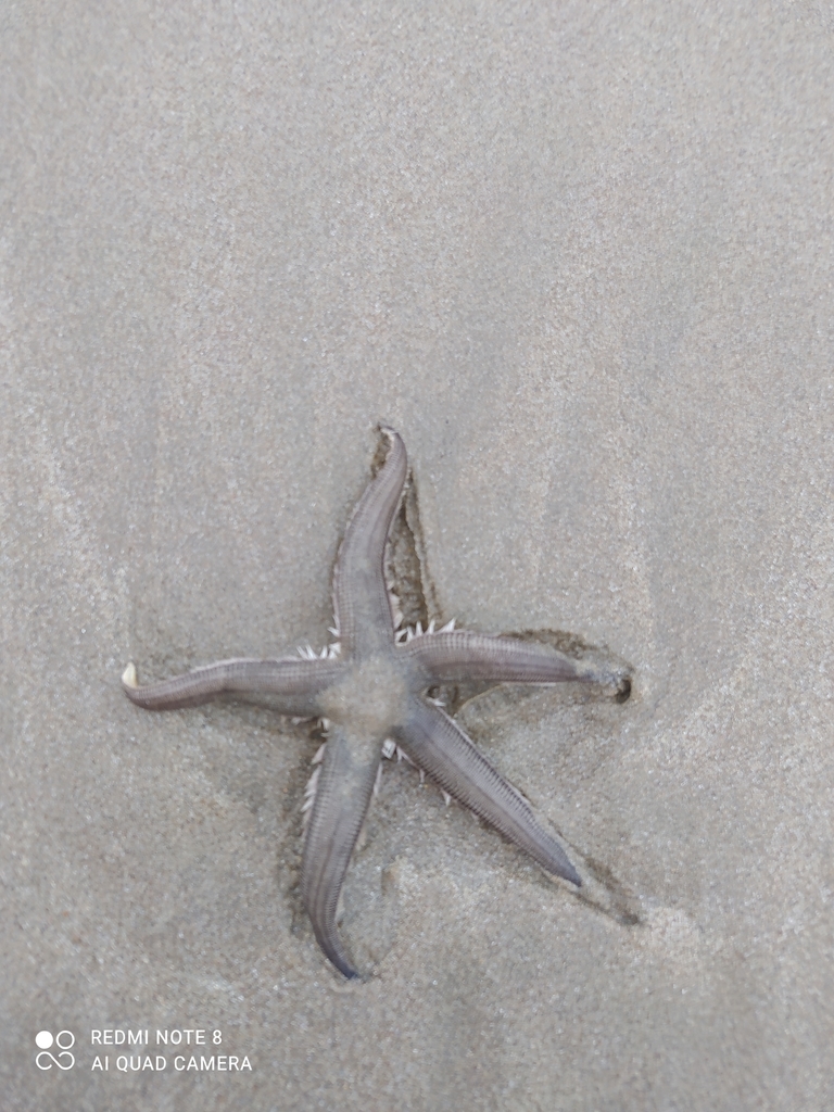 Luidia tessellata