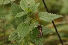 Melanchra persicariae