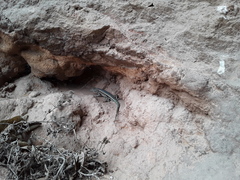 Sceloporus couchii
