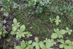 Kalmia procumbens