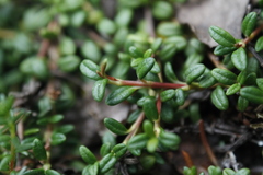 Kalmia procumbens