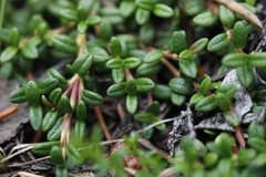 Kalmia procumbens