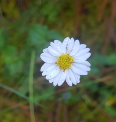Sabazia multiradiata