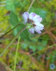 Sabazia multiradiata