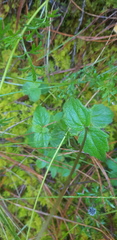 Sabazia multiradiata