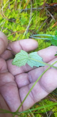 Sabazia multiradiata