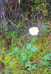 Sabazia multiradiata
