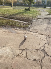Columba livia domestica