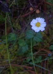 Sabazia multiradiata