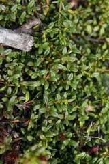 Kalmia procumbens