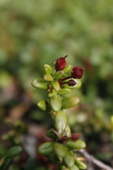 Kalmia procumbens