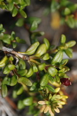Kalmia procumbens