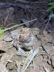 Physalaemus nattereri