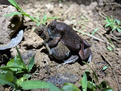 Physalaemus nattereri