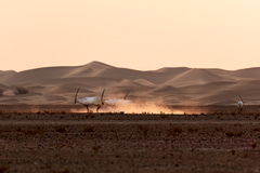 Oryx leucoryx
