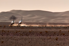 Oryx leucoryx