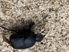 Phanaeus triangularis