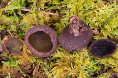 Plicariella
