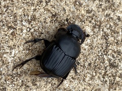 Phanaeus triangularis