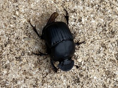 Phanaeus triangularis