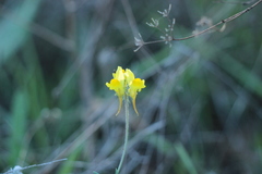 Linaria supina