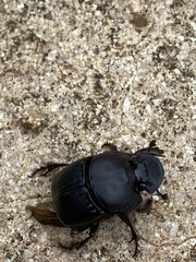 Phanaeus triangularis