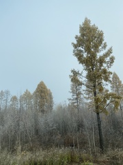 Larix sibirica